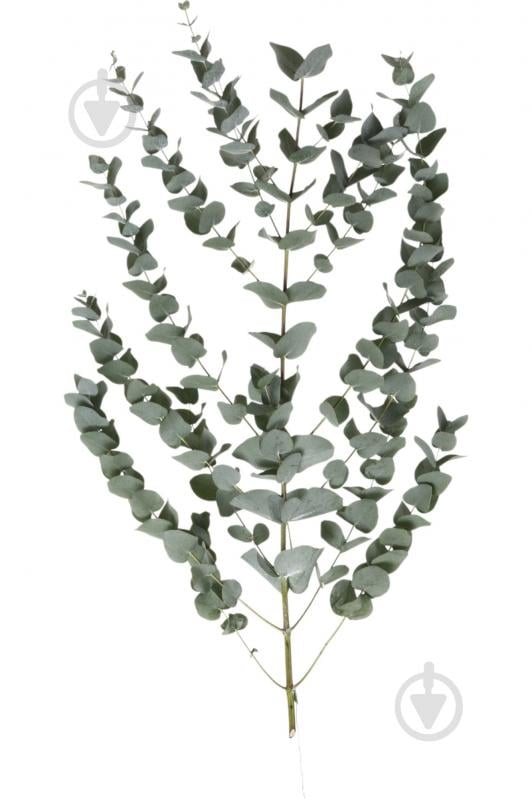 Эвкалипт Cinerea одноголовая серый (Нидерланды) - фото 1 Эвкалипт Cinerea одноголовая серый (Нидерланды) - фото 1