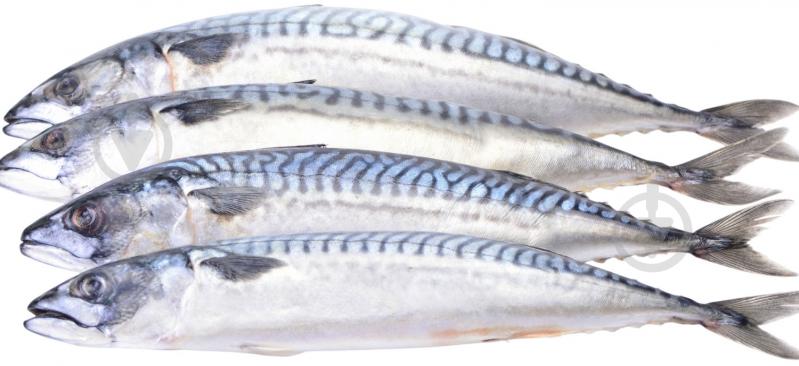 Скумбрія свіжоморожена IQF - фото 1 Скумбрія свіжоморожена IQF - фото 1