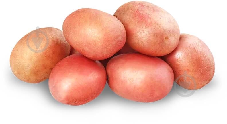 Картофель розовая - фото 1