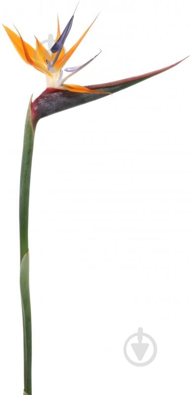 Стрелиция оранжевая (Нидерланды) - фото 1 Стрелиция оранжевая (Нидерланды) - фото 1