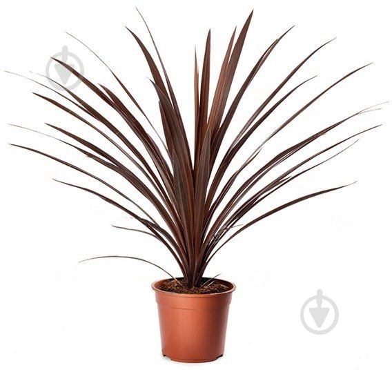 Растение Корделина 12/55 red - фото 1