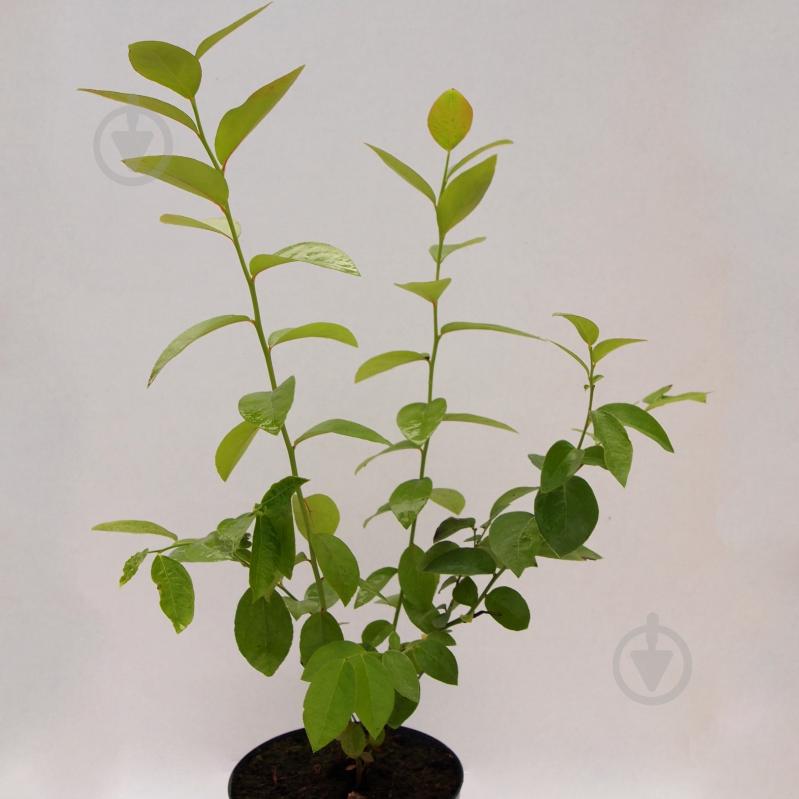 Рослина Лохина - фото 1