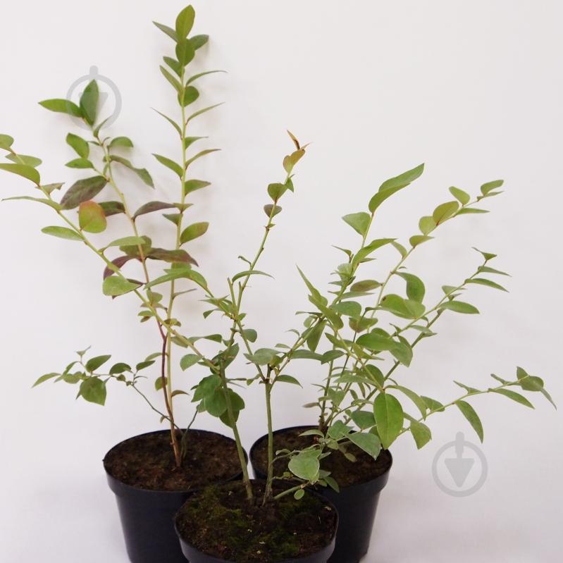 Рослина Лохина - фото 2