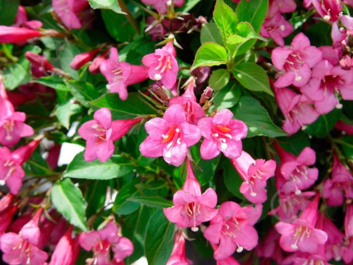 Растение Вейгела 26x200 Bristol Ruby - фото 2