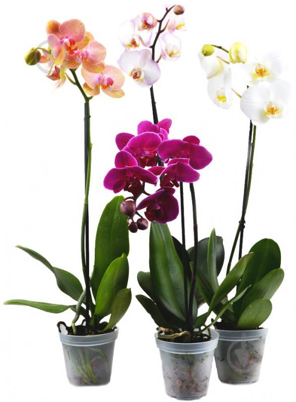 Растение Фаленопсис (орхидея) 12х60-65 1 ствол микс (Ter Laak Orchids) - фото 1