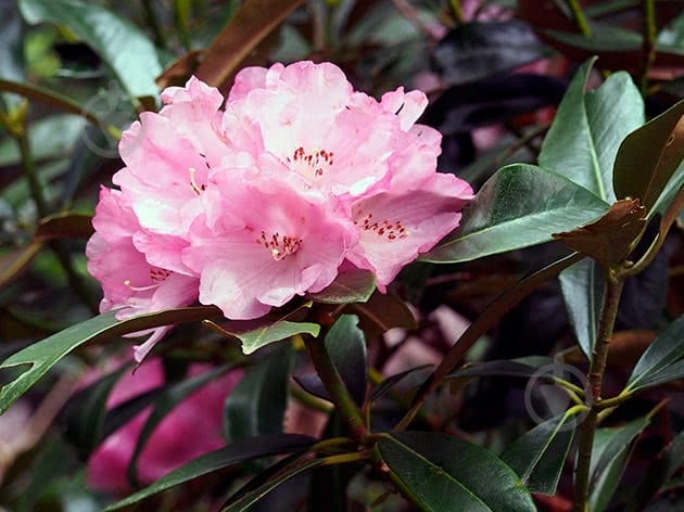 Рослина Рододендрон d23/h50-60 - фото 2