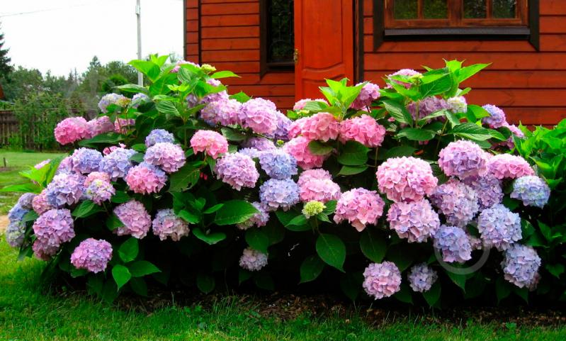 Растение Гортензия Macrophylla микс 13х30 см - фото 3