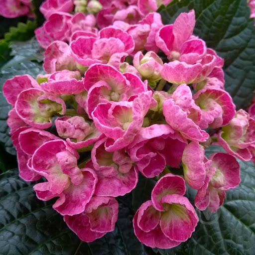 Растение Гортензия Macrophylla Curly Wurly микс 3/5 10х20 см - фото 2