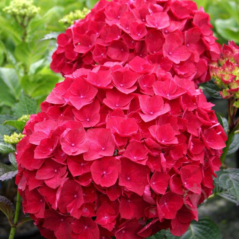 Рослина Гортензія Macrophylla hot red 5/6 14х40 см - фото 2