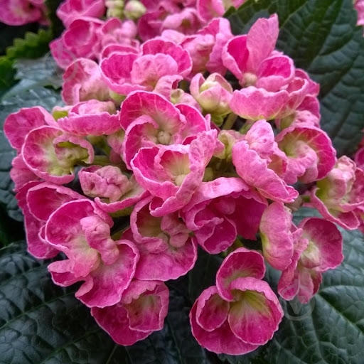 Растение Гортензия Macrophylla Curly Wurly микс 5/6 14х40 см - фото 2