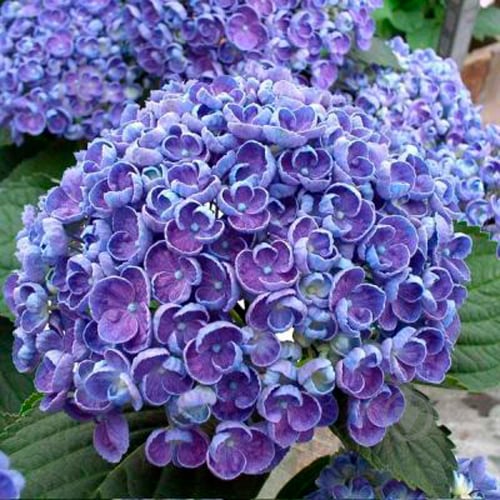 Растение Гортензия Macrophylla Curly Wurly blue 5/6 14х40 см - фото 4