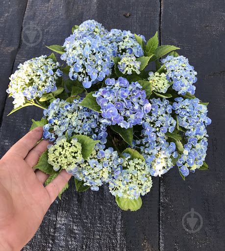 Растение Гортензия Macrophylla Curly Wurly blue 5/6 14х40 см - фото 2