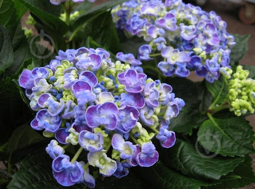 Растение Гортензия Macrophylla Curly Wurly blue 5/6 14х40 см - фото 3