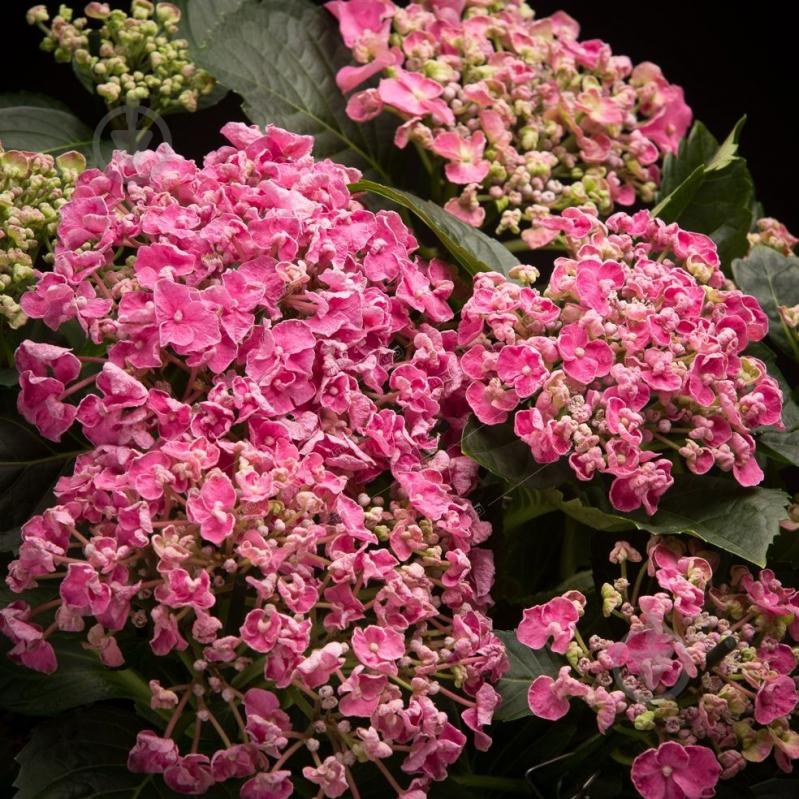 Рослина Гортензія Macrophylla Curly Wurly pink 5/6 14х40 см - фото 3