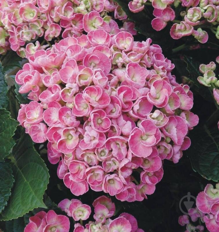 Рослина Гортензія Macrophylla Curly Wurly pink 5/6 14х40 см - фото 1