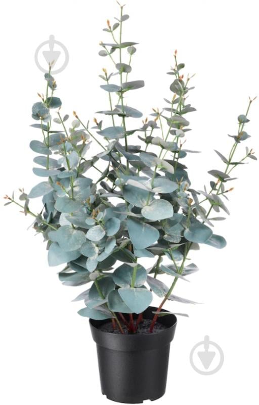 Растение Эвкалипт 12х30 см - фото 1