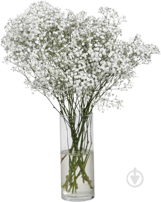 Гипсофила Xlence белая (Нидерланды) - фото 2