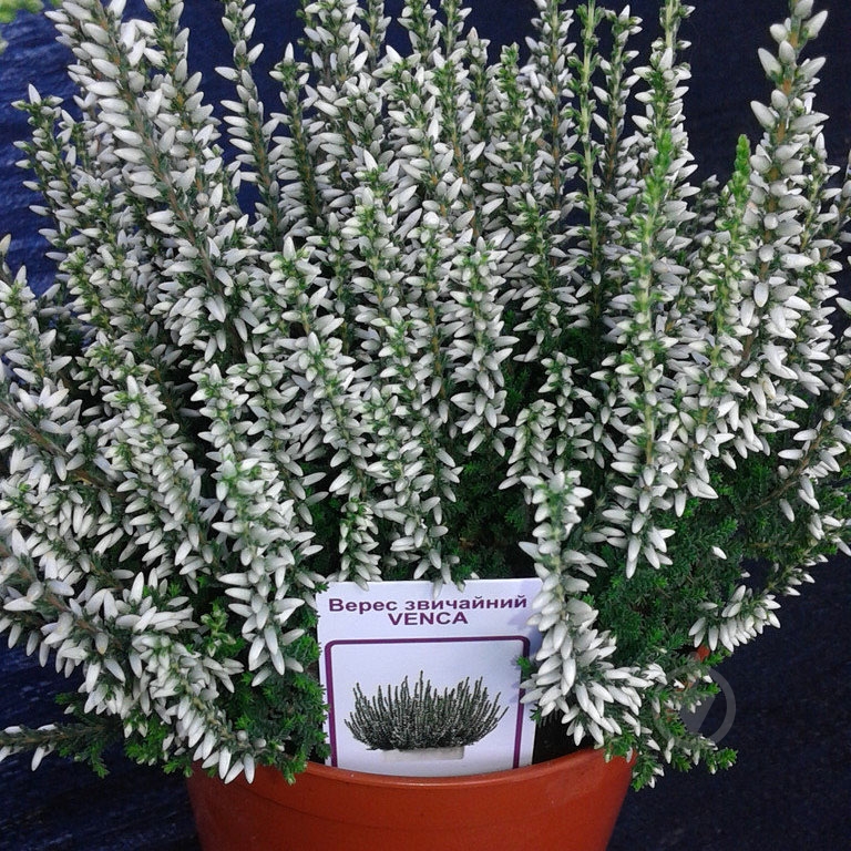 Рослина Каллуна гарлен герл d9/h12" MIX - фото 1 Рослина Каллуна гарлен герл d9/h12" MIX - фото 1