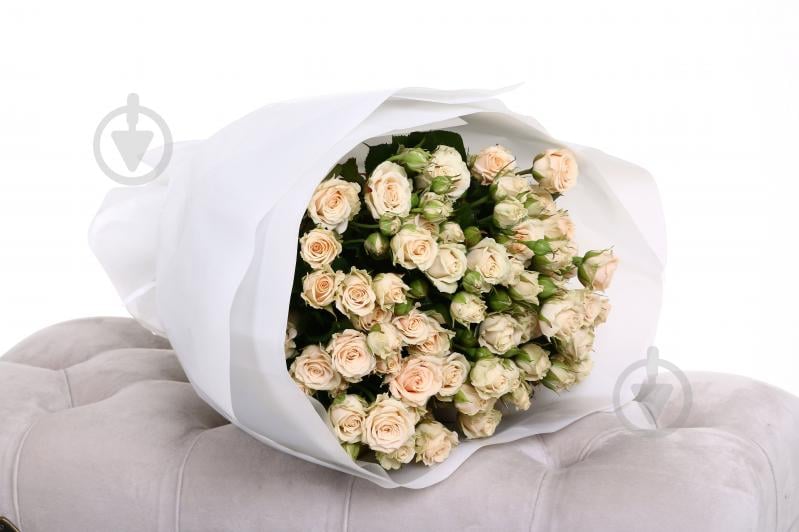 Троянда Таня спрей (кущова) класична 40 см шампань (Україна) - фото 5