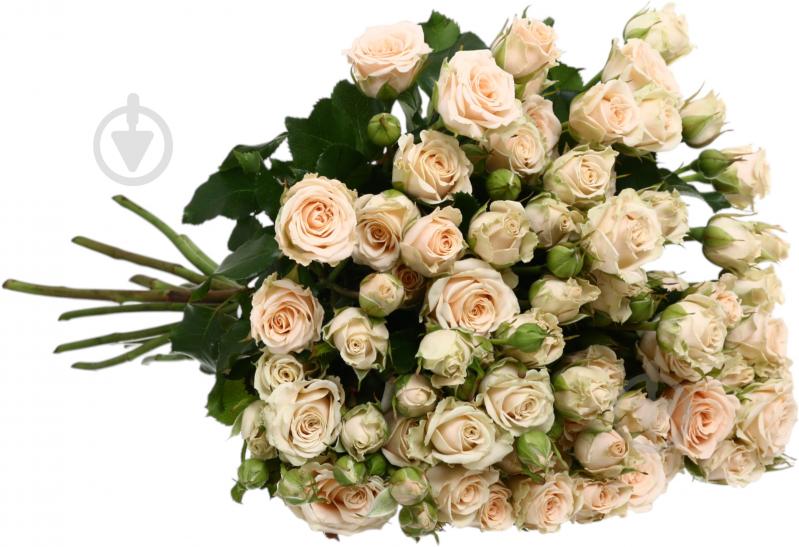 Троянда Таня спрей (кущова) класична 40 см шампань (Україна) - фото 2