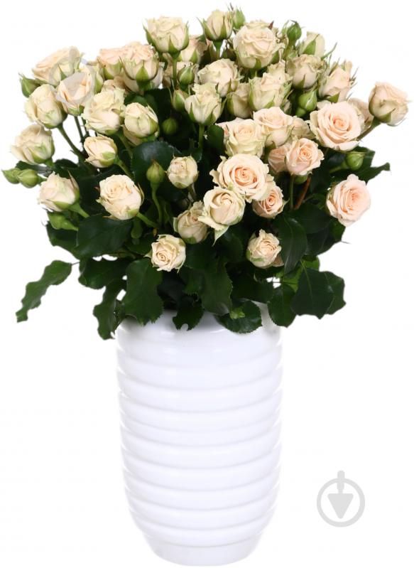 Троянда Таня спрей (кущова) класична 40 см шампань (Україна) - фото 3