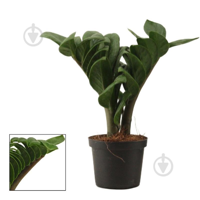 Рослина Заміокулькас 09х25 Zenzi - фото 1