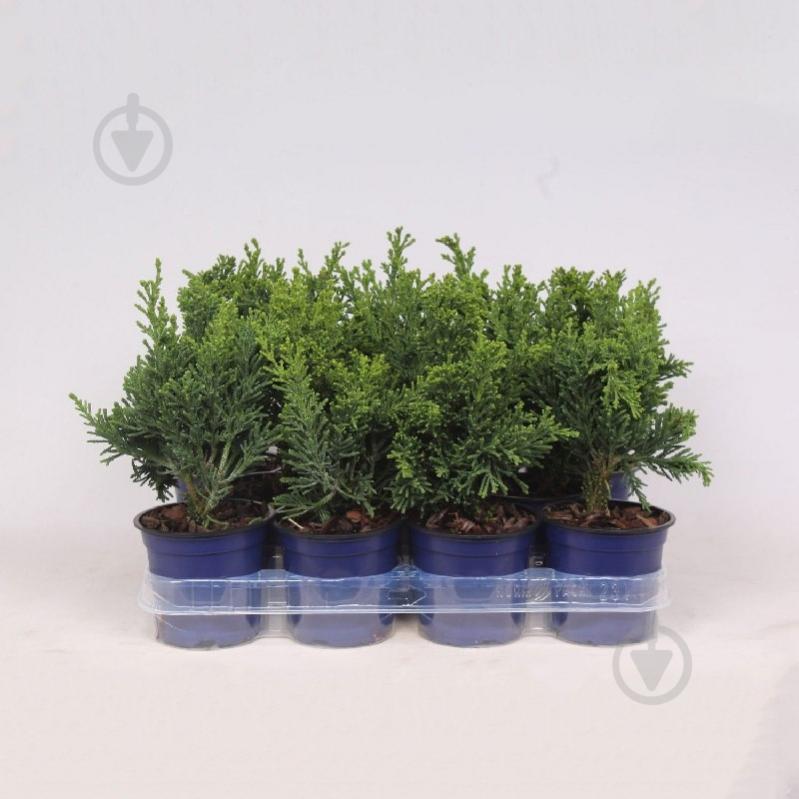 Растение Кипарисовик 11х25-30 Obtusa Draht - фото 1