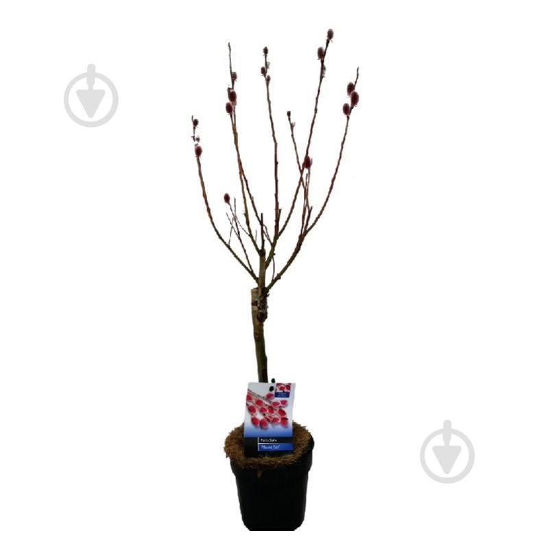 Растение Саликс 19х90 Gracilistyla Mount Aco - фото 1