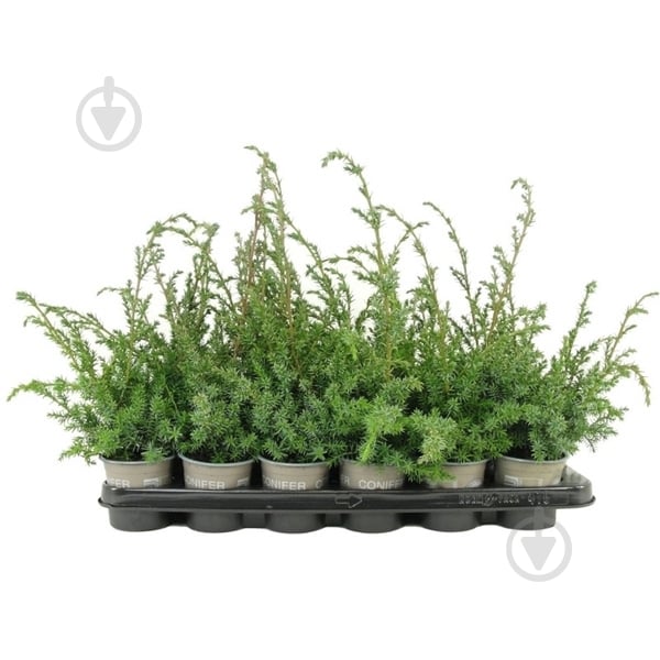 Рослина Ялівець 09х15 chinensis Blue Alps - фото 1