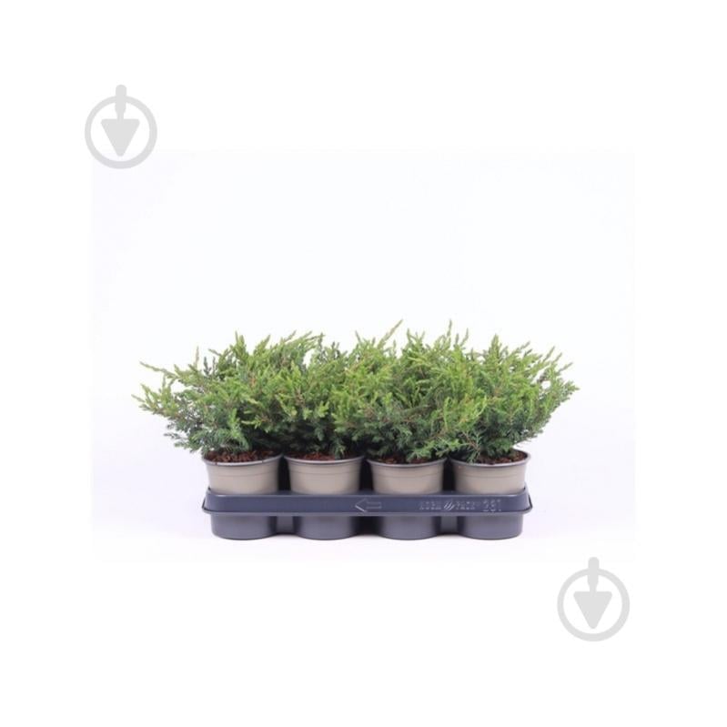 Растение Можжевельник 11х20 communis Repanda - фото 1