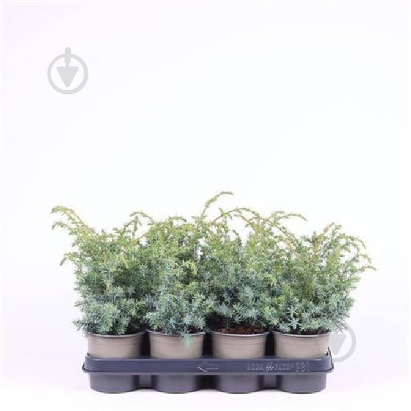 Рослина Ялівець 11х25 chinensis Blue Alps - фото 1 Рослина Ялівець 11х25 chinensis Blue Alps - фото 1