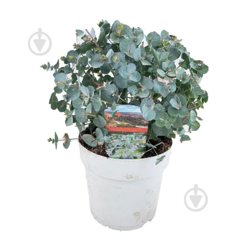 Растение Эвкалипт 14х30 Cinerea - фото 1