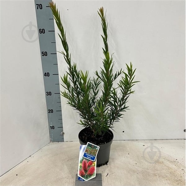 Растение Каллистемон 17х40 Laevis - фото 1