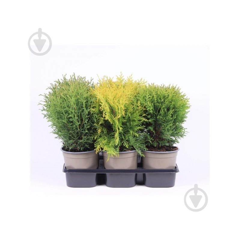 Растение Туя 15х35 микс - фото 1 Растение Туя 15х35 микс - фото 1