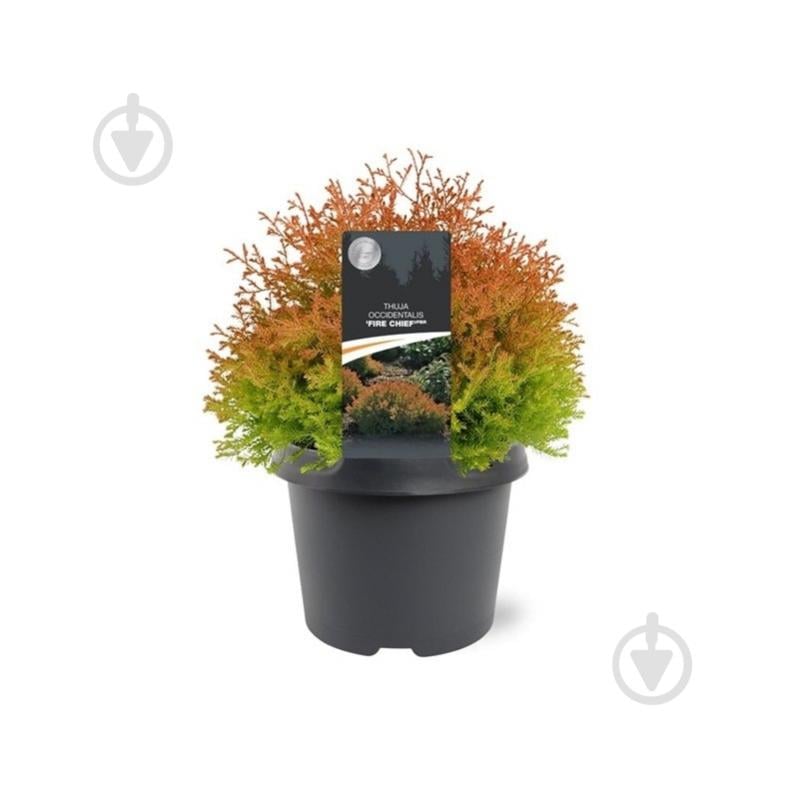 Растение Туя 19х30 Fire Chief - фото 1 Растение Туя 19х30 Fire Chief - фото 1