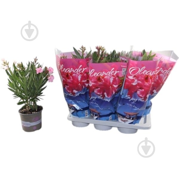 Растение Нериум олеандр 17х45 микс - фото 1 Растение Нериум олеандр 17х45 микс - фото 1