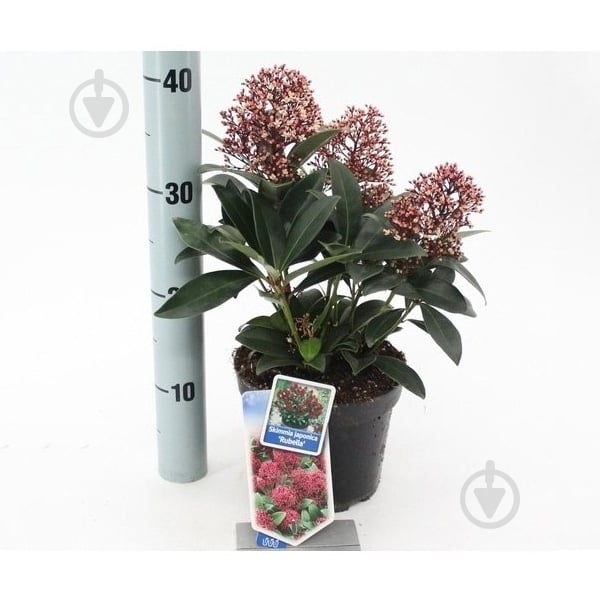 Растение Скиммия 17х25 Rubella - фото 1 Растение Скиммия 17х25 Rubella - фото 1