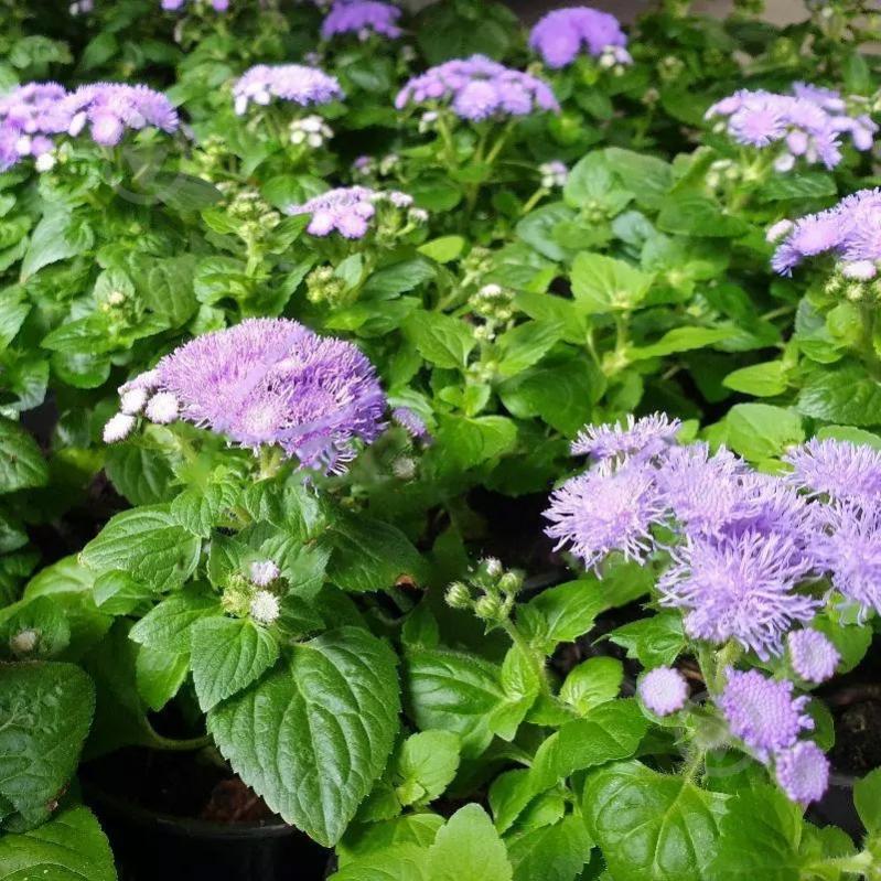 Рослина Агератум 10х15 (вир-во Україна) - фото 1