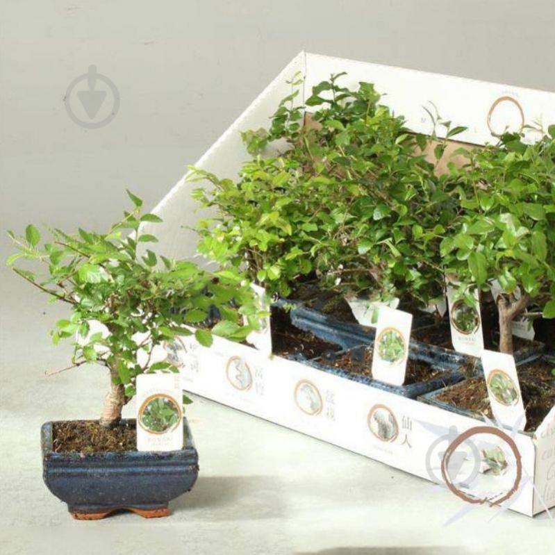 Растение Бонсай 12х20 микс - фото 1 Растение Бонсай 12х20 микс - фото 1