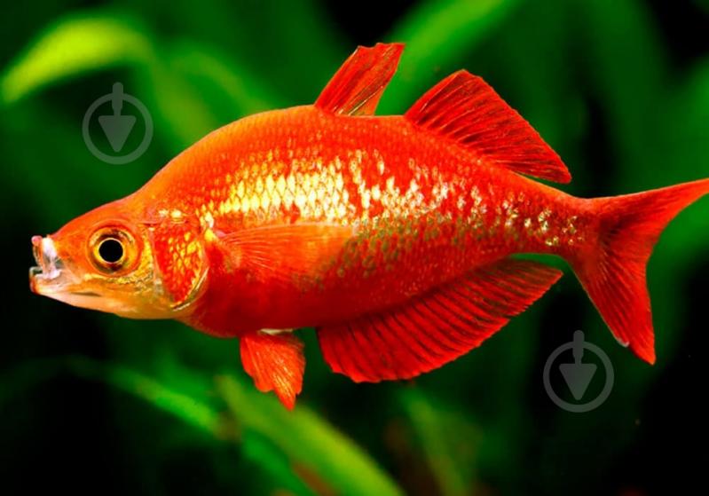 Рыбка Атерина Красная 4-6 см - фото 3