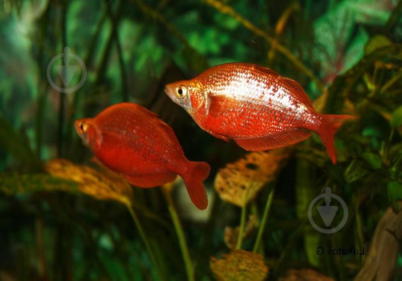 Рыбка Атерина Красная 4-6 см - фото 5