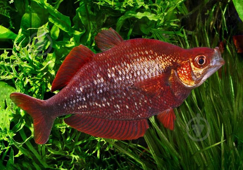 Рыбка Атерина Красная 4-6 см - фото 4