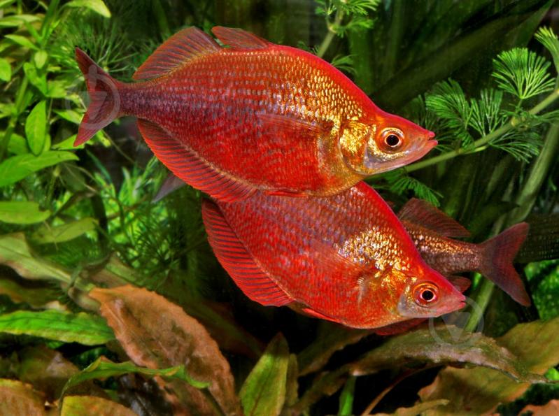 Рыбка Атерина Красная 4-6 см - фото 6