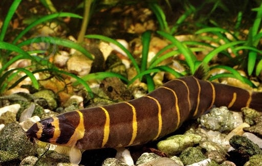 Рыбка Акантофтальмус Кюля M - фото 8 Рыбка Акантофтальмус Кюля M - фото 8