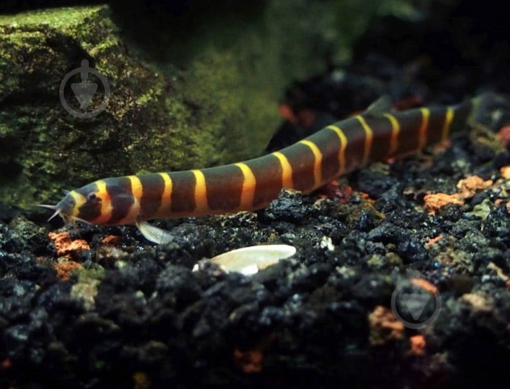 Рыбка Акантофтальмус Кюля M - фото 12 Рыбка Акантофтальмус Кюля M - фото 12