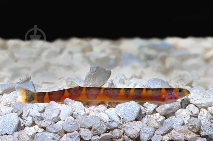 Рыбка Акантофтальмус Кюля M - фото 17 Рыбка Акантофтальмус Кюля M - фото 17