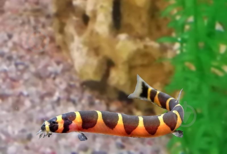 Рыбка Акантофтальмус Кюля M - фото 16 Рыбка Акантофтальмус Кюля M - фото 16