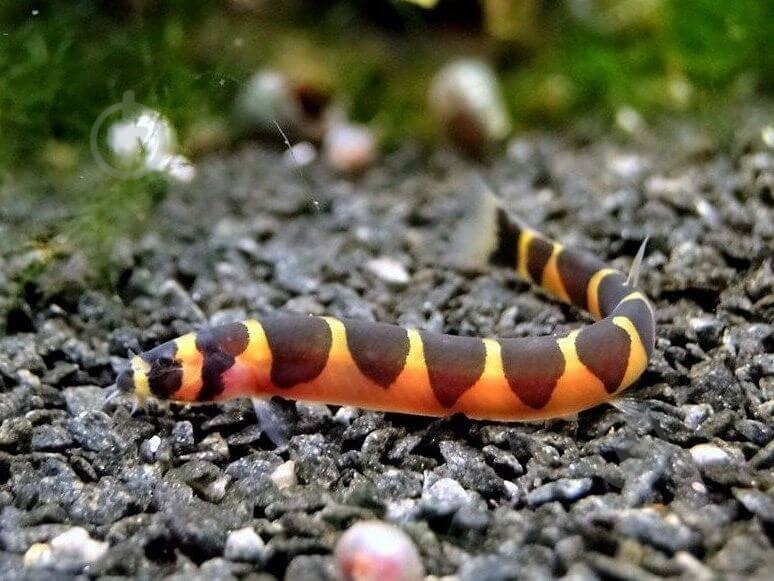 Рыбка Акантофтальмус Кюля M - фото 10 Рыбка Акантофтальмус Кюля M - фото 10