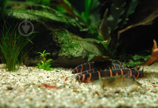 Рыбка Акантофтальмус Кюля M - фото 13 Рыбка Акантофтальмус Кюля M - фото 13