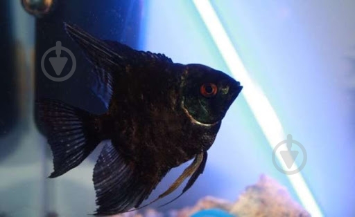 Рыбка Скалярия ассорти S - фото 6